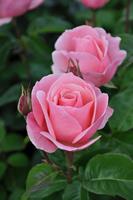 Tuinplant.nl Roze Struikroos