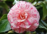 Tuinplant.nl Camelia