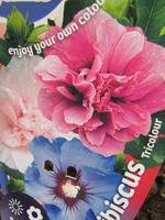 Tuinplant.nl Driekleurige Hibiscus