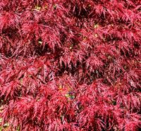 Tuinplant.nl Japanse esdoorn