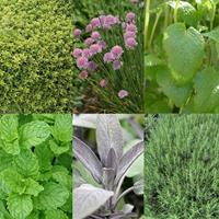 Tuinplant.nl Borderpakket