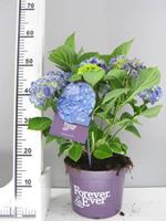 Tuinplant.nl Hortensia