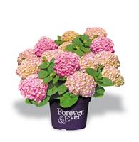 Tuinplant.nl Hortensia