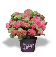 Tuinplant.nl Hortensia
