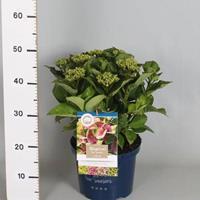 Tuinplant.nl Hortensia