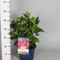 Tuinplant.nl Hortensia