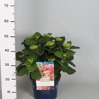 Tuinplant.nl Hortensia