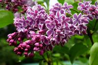 Tuinplant.nl Sering