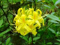 Tuinplant.nl Gele Azalea