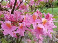 Tuinplant.nl Roze Azalea