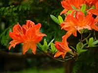 Tuinplant.nl Oranje Azalea