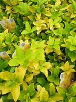 Tuinplant.nl Japanse Kardinaalshoed