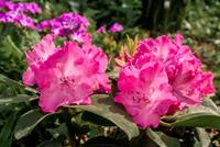 Tuinplant.nl Rhododendron