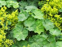 Tuinplant.nl Vrouwenmantel