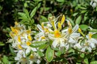 Tuinplant.nl Azalea mollis wit