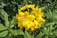 Tuinplant.nl Azalea mollis geel