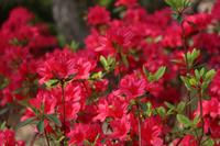 Tuinplant.nl Rode Azalea