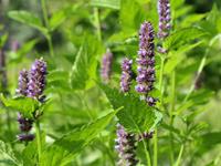 Tuinplant.nl Dropplant