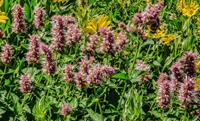 Tuinplant.nl Dropplant