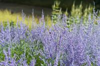 Tuinplant.nl Reuzenlavendel