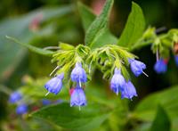 Tuinplant.nl Smeerwortel