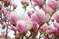 Tuinplant.nl Magnolia op stam