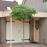 Tuinplant.nl Bolkastanje op stam