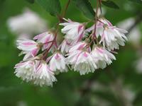 Tuinplant.nl Bruidsbloem op stam