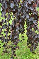 Tuinplant.nl Treurbeuk op stam