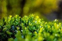 Tuinplant.nl Japanse Hulst op stam