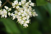 Tuinplant.nl Liguster op stam