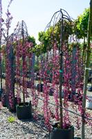 Tuinplant.nl Sierappel op stam