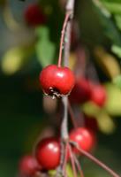 Tuinplant.nl Sierappel op stam
