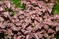 Tuinplant.nl Blaasspirea op stam