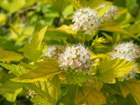 Tuinplant.nl Blaasspirea op stam