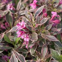 Tuinplant.nl Weigela op stam