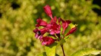 Tuinplant.nl Weigela op stam