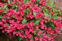 Tuinplant.nl Weigela op stam