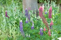 Tuinplant.nl Lupine