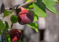 Tuinplant.nl Vijg