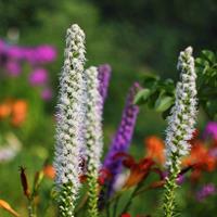 Tuinplant.nl Lampepoetser