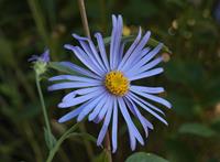 Tuinplant.nl Zomeraster