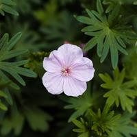 Tuinplant.nl Ooievaarsbek