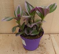 Warentuin Natuurlijk Mini Tradescantia Roze Blad