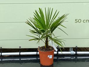 Tropictrees Palmboom - Trachycarpus Fortunei