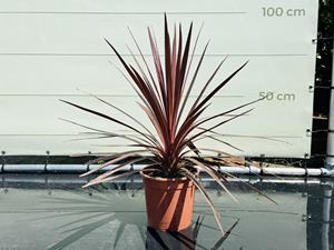 Tropictrees Palmboom - Cordyline Australis