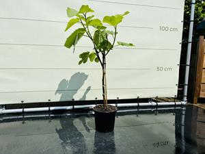 Tropictrees Vijgenboom - Ficus Carica