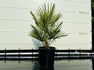 Tropictrees Palmboom - Chamaerops Humilis