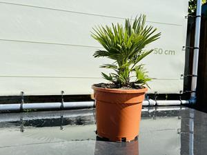 Tropictrees Palmboom - Chamaerops Humilis Vulcano