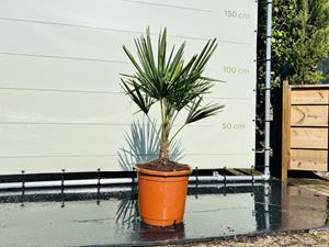 Tropictrees Palmboom - Trachycarpus Fortunei